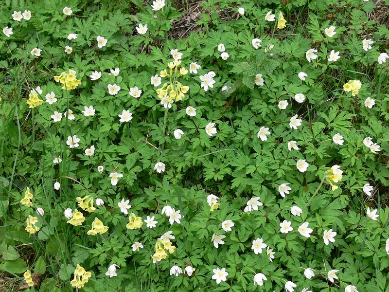 Mont Saint Michel 2010 - 105.jpg